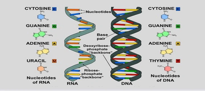 DNA RNA ka Full Form In Hindi